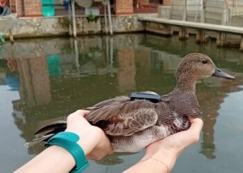 Telemetria satellitare, inizia ufficialmente il progetto di studio sulla canapiglia