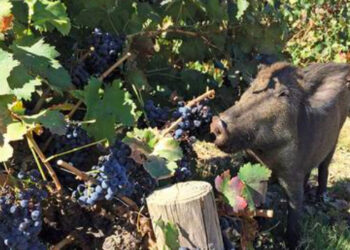 Cinghiali, CIA Padova: “In una sola notte perso il 95% delle uve Garganega”