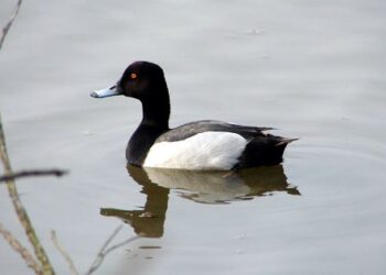 Emilia Romagna, dopo 11 anni si potrà tornare a cacciare la moretta