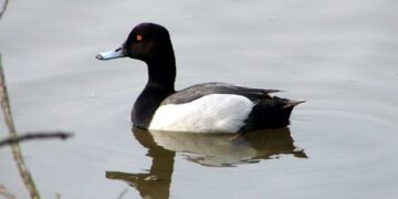 Emilia Romagna, dopo 11 anni si potrà tornare a cacciare la moretta