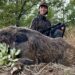 Caccia al Cinghiale. “Il dono del sole”