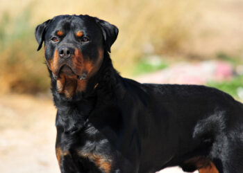 Cacciatore aggredito spara a rottweiler: la condanna dei social ignora la verità