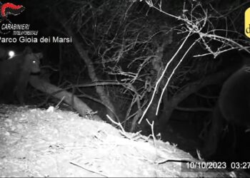 Il Parco Nazionale d’Abruzzo vieta la caccia al cinghiale per tutelare i cuccioli dell’orsa Amarena