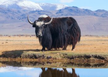 Per Reinhold Messner per contrastare i lupi bisogna affidarsi agli yak