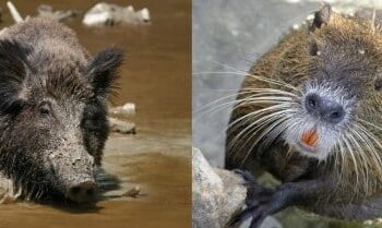 Emilia Romagna, dalla Regione 1,1 milioni di euro per contrastare cinghiali e nutrie