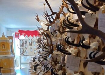 Il Movimento 5 Stelle presenta un Ddl per vietare l’importazione di trofei di caccia