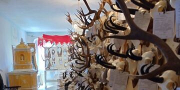 Il Movimento 5 Stelle presenta un Ddl per vietare l’importazione di trofei di caccia