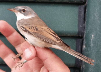 Passo migratorio: colombaccio, lucherino e pettirosso replicano l’ottima presenza dello scorso anno