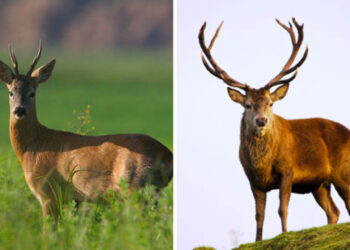 Provincia di Belluno: “Non lasciate fieno e frutta davanti casa per cervi e caprioli”