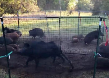 Peste suina, nel Piacentino si punta sulle trappole che catturano fino a 20 cinghiali alla volta