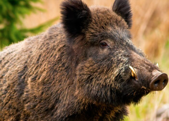 Accertato il primo caso di peste suina in Emilia Romagna