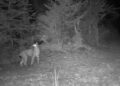 La lince è tornata nel Parco del Gran Paradiso: non succedeva dal 1916