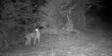 La lince è tornata nel Parco del Gran Paradiso: non succedeva dal 1916