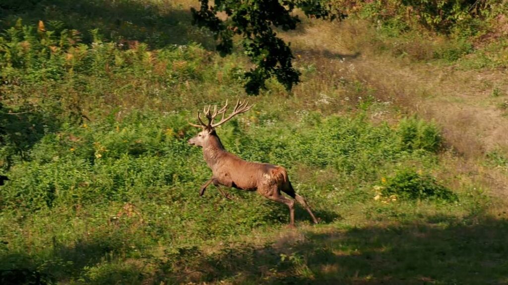 caccia in riserva