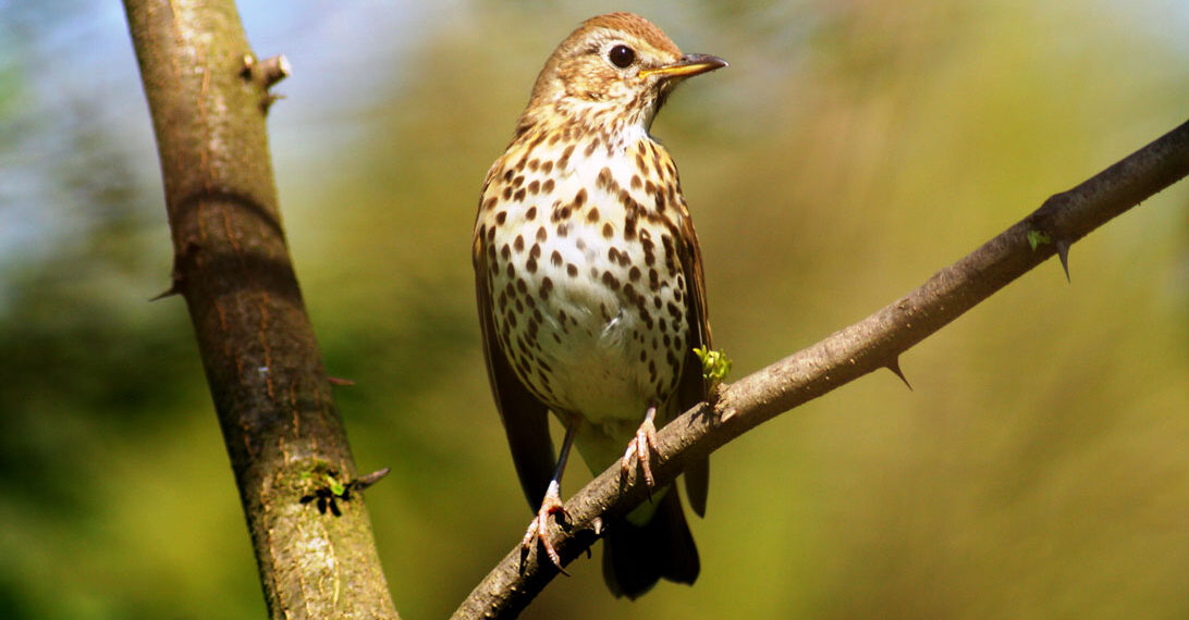 Telemetria satellitare: il tordo Irgoli è tornato in Italia