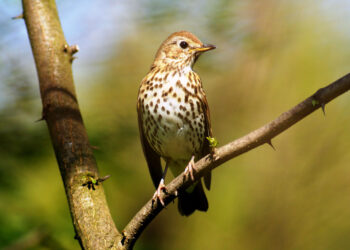 Telemetria satellitare: il tordo Irgoli è tornato in Italia