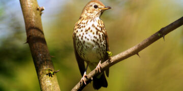 Telemetria satellitare: il tordo Irgoli è tornato in Italia