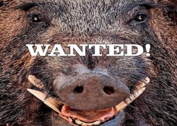 Confagricoltura L’Aquila propone una taglia di 50 euro per ogni cinghiale abbattuto