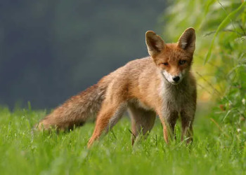 Parco Nazionale d’Abruzzo: “Dare da mangiare alle volpi significa condannarle a morte”