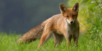 Parco Nazionale d’Abruzzo: “Dare da mangiare alle volpi significa condannarle a morte”