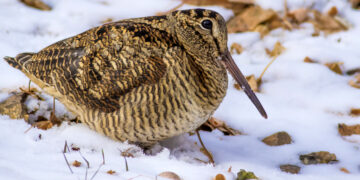 I cacciatori lombardi potranno continuare a prelevare beccacce fino al 25 dicembre