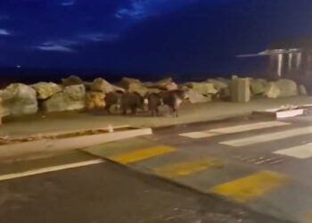 Marina di Pisa, passeggiata al tramonto sul lungomare per una famigliola di cinghiali