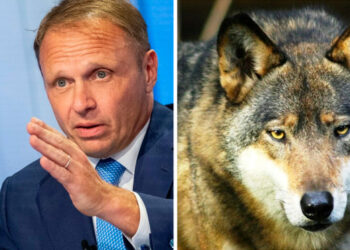 Ministro Lollobrigida: “Cambiare lo status del lupo è doveroso per far sopravvivere le altre specie”