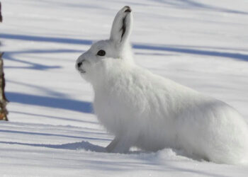 La lepre variabile cambia altitudine: lo rivela uno studio dell’ISPRA