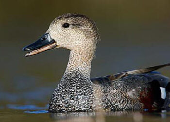 Emilia Romagna, chiusura anticipata della caccia per alcune specie migratrici
