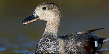 Emilia Romagna, chiusura anticipata della caccia per alcune specie migratrici