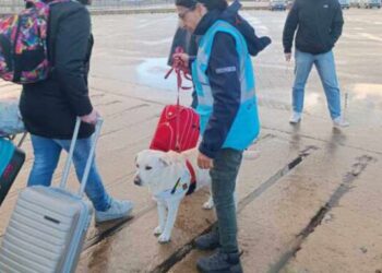 Peste suina, in Sardegna si sfruttano i cani molecolari per intercettare le carni infette