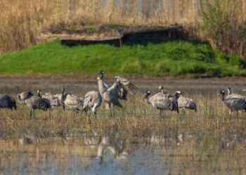 Conservare le zone umide per il benessere umano: i cacciatori tra i player italiani principali