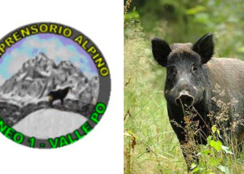 Comprensorio Alpino Cuneo 1, record di cinghiali abbattuti nel 2023: ben 855