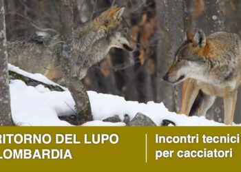 Il ritorno del lupo in Lombardia: due incontri tecnici per i cacciatori