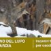 Il ritorno del lupo in Lombardia: due incontri tecnici per i cacciatori