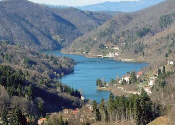 Allarme cinghiali in Valle Bormida: in due anni sono aumentati del 200%