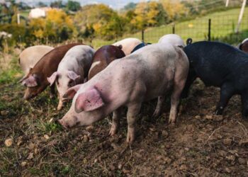 Peste suina, con ok governo in arrivo indennizzi ad allevamenti nel Pavese