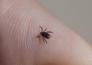 Allarme per la zecca killer nel Lecchese: ha ucciso cervi e camosci ed è pericolosa per l’uomo