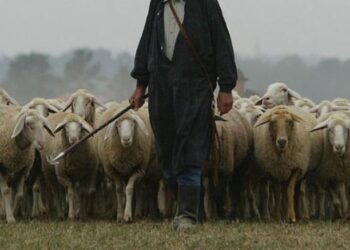 CIA Grosseto: “Paradossalmente il pastore contemporaneo è diventato garante del lupo”