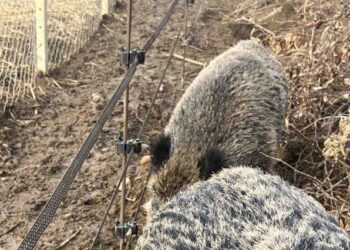 Umbria, presentata mozione per realizzare recinzioni anti-peste suina