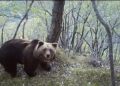 Trentino, abbattuto orso M90: a fine gennaio aveva inseguito degli escursionisti