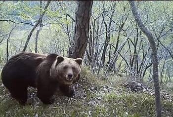 Trentino, abbattuto orso M90: a fine gennaio aveva inseguito degli escursionisti