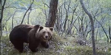 Trentino, abbattuto orso M90: a fine gennaio aveva inseguito degli escursionisti