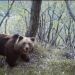 Trentino, abbattuto orso M90: a fine gennaio aveva inseguito degli escursionisti