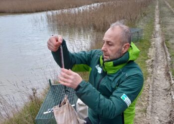 L’ACMA collaborerà con il Parco del Delta del Po per l’inanellamento degli anatidi