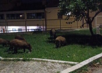 Matera assediata dai cinghiali, il sindaco Bennardi sollecita la Regione