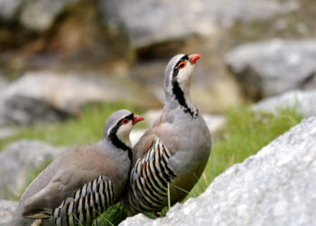 Ricerca della coturnice: tutti i dettagli del Trofeo Alectoris Graeca 2024