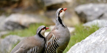 Ricerca della coturnice: tutti i dettagli del Trofeo Alectoris Graeca 2024