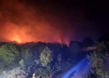 Più caprioli e lepri, meno cervi e cinghiali: come è cambiato il Carso dopo gli incendi del 2022