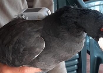 ACMA, nuovo e importante aggiornamento sul Progetto Folaga